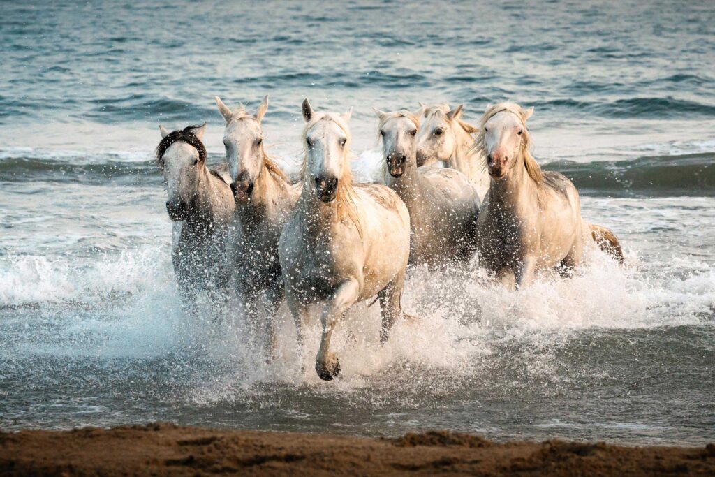 Weiße Camargue-Pferde galoppieren durch das Meer in Südfrankreich, Natur- und Reisefotografie